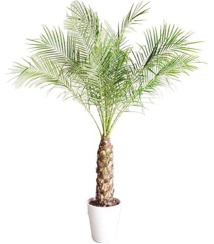 曲がりフェニックスロベレニー 楽天市場】フェニックスロベレニー（サイズ（植木鉢）10 ～ 12号）の通販